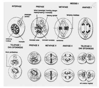 Pengertian Tujuan Macam Macam Pembelahan Sel Dan Tahapan Pembelahan