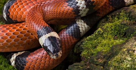 Are Milk Snakes Poisonous or Dangerous? - A-Z Animals