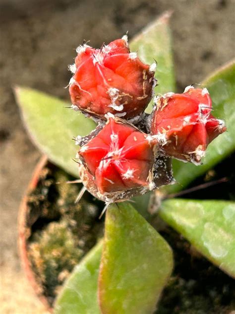 Astrophytum Myriostigma Red Polygona Cactuses Astrophytum