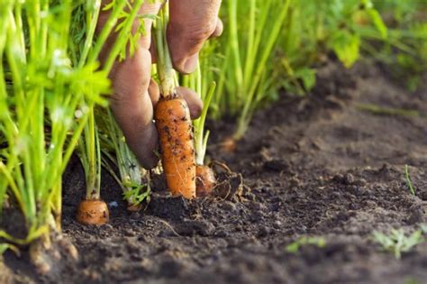 Como Plantar Cenoura Em Casa Plantio Cultivo E Colheita