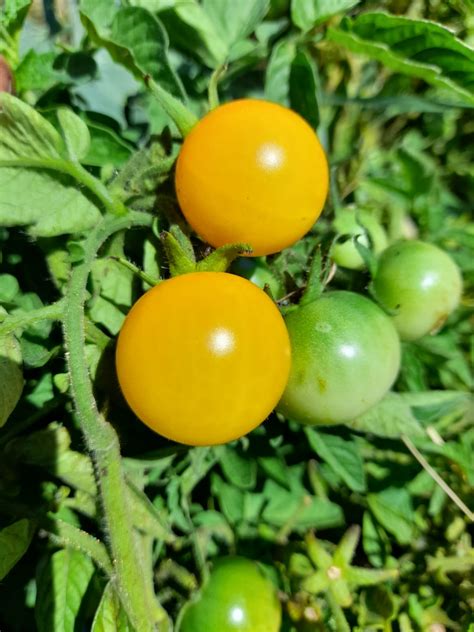 Tomato Yellow Umbruek Seedfreaks Sow The Change You Want To Seed