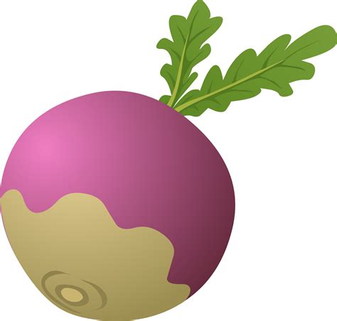 Collection of Turnip PNG HD. | PlusPNG