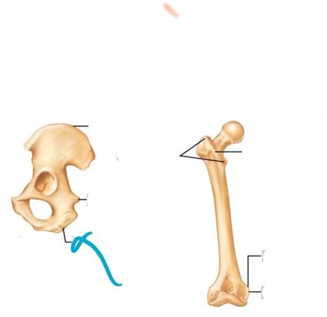 Bone Markings Flashcards Quizlet