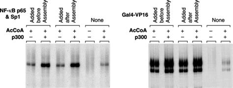 Transcriptional Analysis Of Chromatin Assembled With Purified ACF And