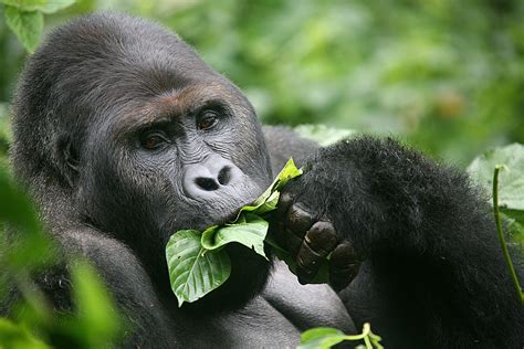 Eastern Gorilla Profile, Description, Habitat, Behavior - Primates Park