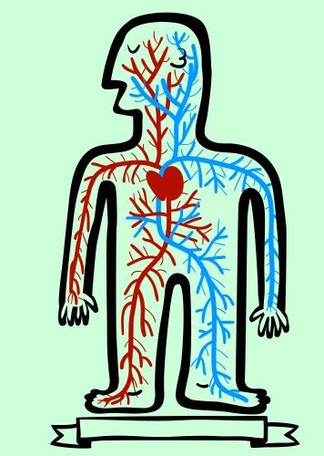 Flat Design Circulatory System Infographic Vector Image