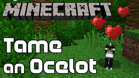 How To Tame An Ocelot In Minecraft YouTube