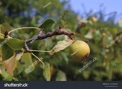 Pyrus Pyraster Pyrus Communis Subsp Pyraster Stock Photo