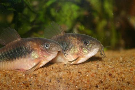 Bronze Corydoras Corydoras Aeneus Stock Image Image Of Group Catfish