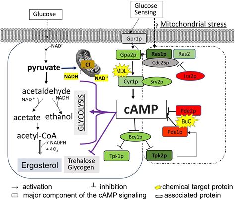 Frontiers Mitochondrial Complex I Core Protein Regulates CAMP