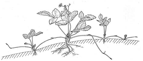 Vegetative Propagation Strawberries