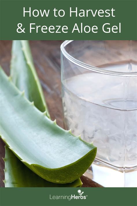 How To Harvest And Freeze Aloe Vera Gel Herbal Medicine Aloe Vera Aloe Gel