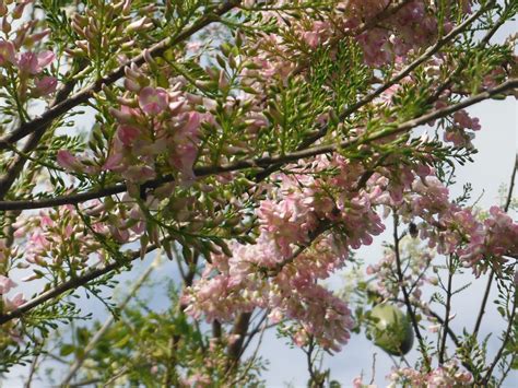 Gliricidia sepium(Pink Madre de Cacao) - Richard Lyons Nursery, Inc.