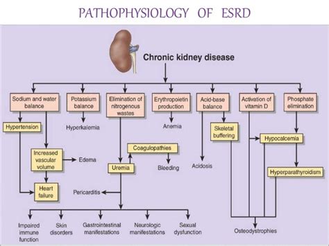 End Stage Renal Disease Esrd Diagram Quizlet