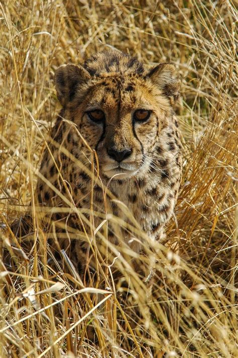 Gepard Acinonyx Jubatus In Der Savanne Stockbild Bild Von Geparden