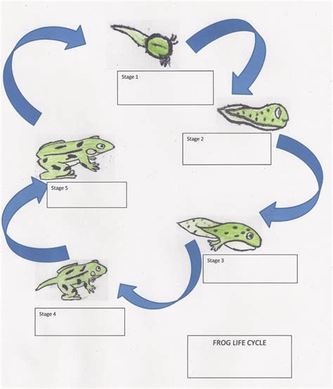 Life Cycle Of A Frog Lesson Plan For Elementary Students Owlcation