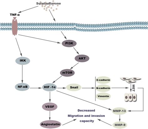 Sotetsuflavone Suppresses Invasion And Metastasis In Non Small Cell