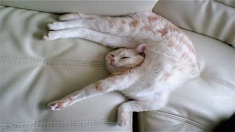 3 Of The Most Adorable Cutest Funny Cats Laying In Weird Strange Positions Youtube