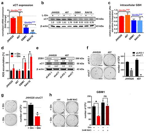 Overexpression Of Cystine Glutamate Antiporter XCT Correlates With