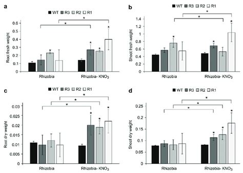 Wt And Spl Rnai Root And Shoot Weight Changes After Kno Treatment