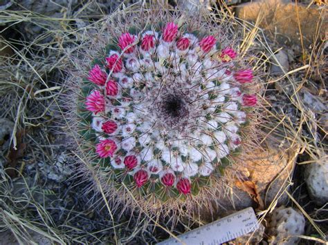 Biznaga Familia Cactaceae En Guanajuato Biodiversity All