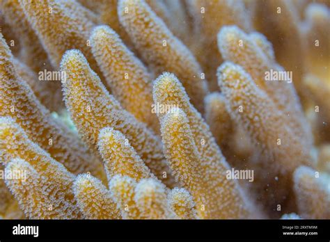 Close Up Of Coral Polyps The House Reef At Kawe Island Raja Ampat