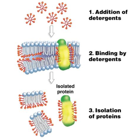 Lec Membrane Protein Properties Flashcards Quizlet