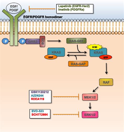 Figure 2 From Kras Related Proteins In Pancreatic Cancer Semantic