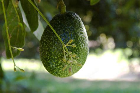 Coltivare l avocado uno tra i frutti esotici più ricercati