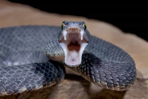 Snake Fangs Stock Photos, Pictures & Royalty-Free Images - iStock