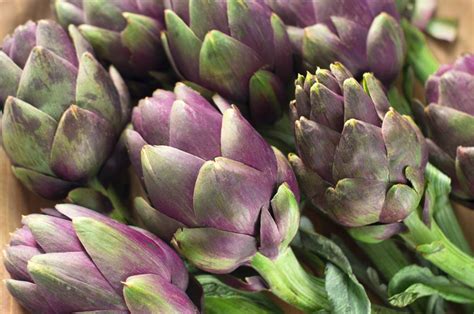 Alcachofra Uma Flor Para O Brasil Descobrir Vamos Comer Melhor