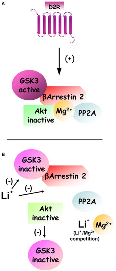 Frontiers Beyond CAMP The Regulation Of Akt And GSK3 By Dopamine