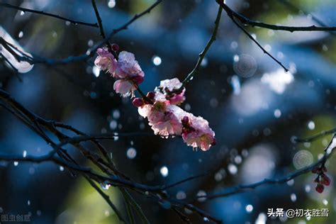 小雪节气唯美七首古诗（枫落吴江小雪天，一片飞来一片寒） 我爱育娃