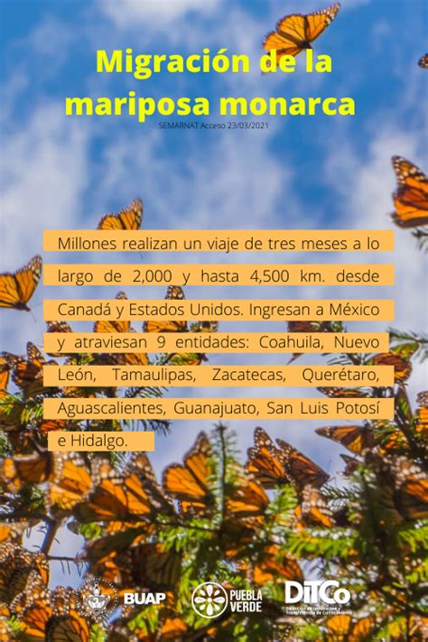 La Migraci N De La Mariposa Monarca Es Un Fen Meno Comunidad