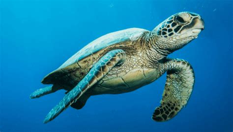 10 Endangered Ocean Species And Marine Animals