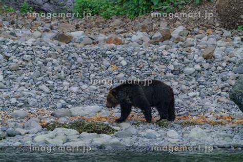 知床 羅臼 相泊ヒグマクルーズからのヒグマ 北海道知床観光の写真素材 229972849 イメージマート