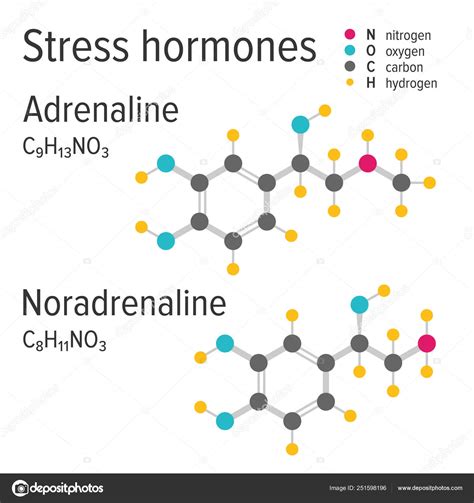 Adrenalina y noradrenalina estrés harmones vector fórmulas químicas