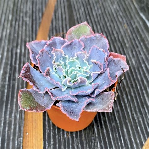 Echeveria Shaviana D5 Floraria Secret Garden Sg