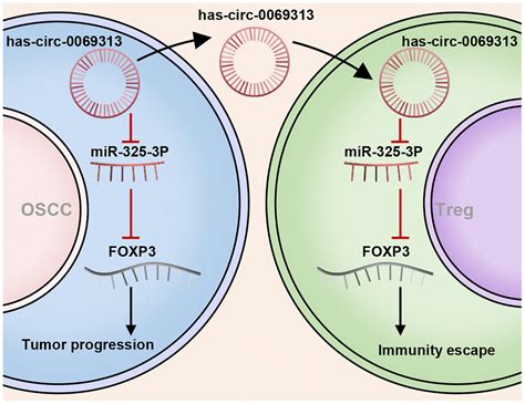 CircRNA Has Circ 0069313 Induced OSCC Immunity Escape By MiR 325 3p