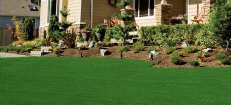 What Is Amazoy Zoysia Grass? The Ultimate Guide | LawnHelpful.com