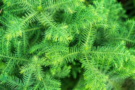 How to Grow and Care for Asparagus Fern