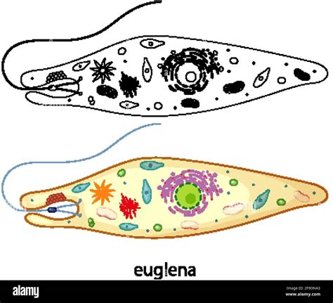 Euglena In Colour And Doodle On White Background Illustration Stock