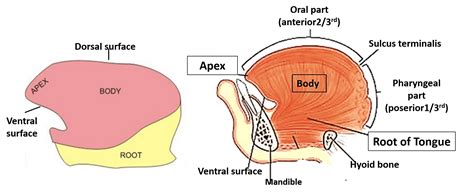 tongue surface anatomy