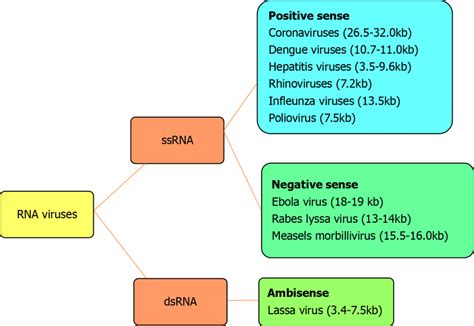 Distribution Of The Rna Viruses According To Their Strands And Senses