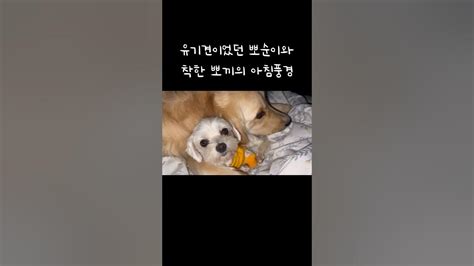 35kg대형견과 3kg소형견이 같이 살게되면 아침마다 이런광경을 볼 수 있습니다 Youtube