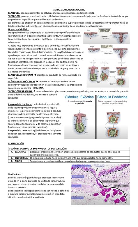 Tejido Glandular Resumen Histología Tejido Glandular Exocrino