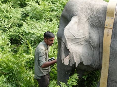 Human Elephant Conflict Mitigation Wildlife Conservation Trust