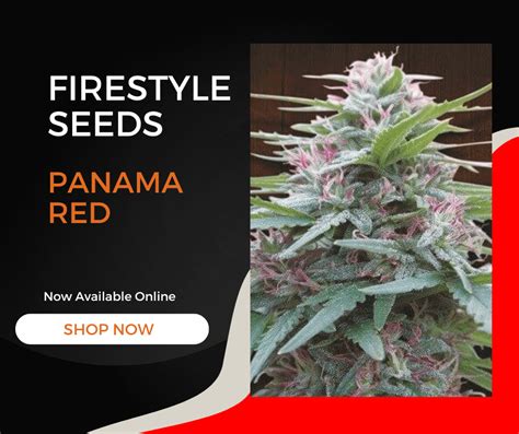 Panama Red Strain Seeds Firestyle Seeds