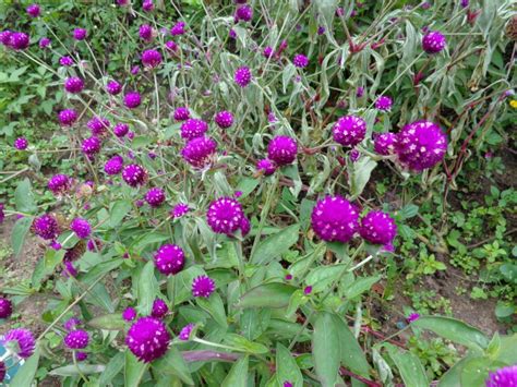 Bachelor Button (Gomphrena globosa) | Organikos