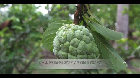 Custard Apple Farming Tips Darvi Group Youtube